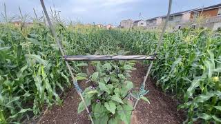 Sa gitna ng maisan may mga gulay na tanim.