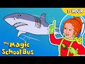 Fish And Aquatic Creatures Full Episodes The Magic School Bus