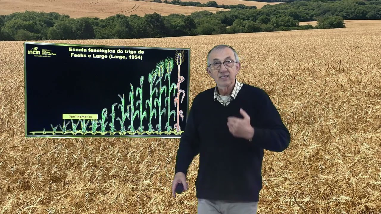 Fenologia da cultura do trigo - Prof. Dr. Elmar Luiz Floss