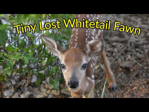 Newborn Fawn Calling For Mom Full Video (4K)