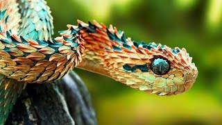 Conheas as 10 cobras mais venenosas e perigosas do mundo - Curious Oficial