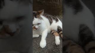 Download lagu Kucing lagi santai#shorts mp3