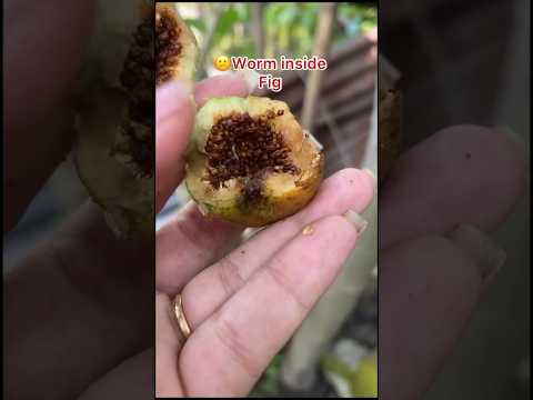 🪱 worm inside fig 🫨 #fig #fruits #nature  #fun #enjoy #youtubeshorts #trending