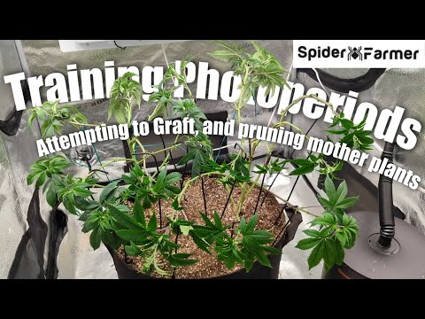 Wie ich photoperiodische Pflanzen züchte -4- Training: Topping, LST, Lolipopping - Spiderfarmer S...