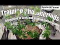 How I Grow Photoperiods 4 Training Topping LST Lolipopping Spiderfarmer SE3000 Supplemental