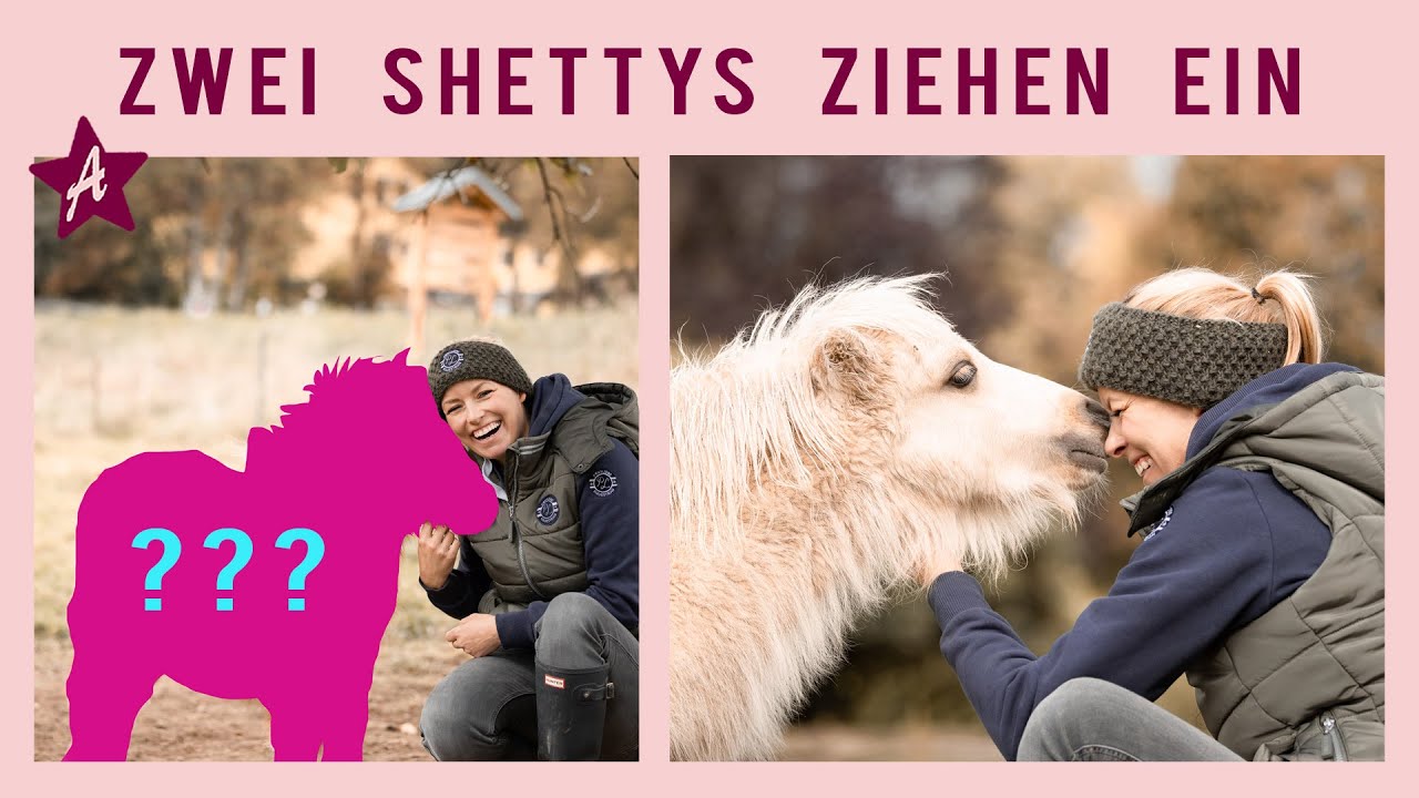 Meine neuen PONYS I Die Mini Shettys ziehen nach Ponyhausen I Wer ist das zweite Fohlen? I