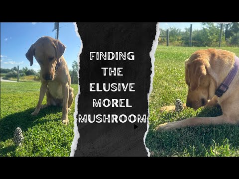 Expert Tips for Mushroom Hunting with Dogs
