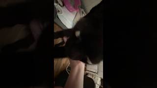 【猫動画】保護した仔猫と先住猫日常🐈‍⬛かわいいし癒し #保護猫 #子猫 #ねこのいる生活