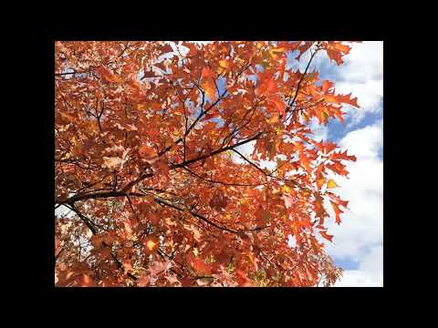 Zlatko Pesevski - Karavlasko Oro