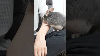 チンチラが飼い主を仲間だと思っている時にする行動 #Shorts