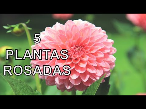 5 Plantas Rosadas que Harán Brillar tu Jardín #plantas #rosado #flores #cultivoencasa #plants
