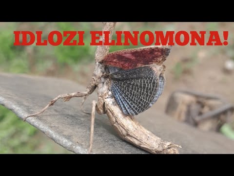 Idlozi elinomona nge progress yakho