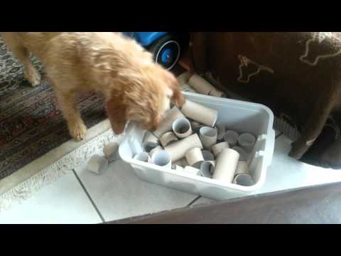 Bad weather game for Ginny the Fauve