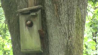 preview picture of video 'Et fuglehus kan også bruges som egernhus'