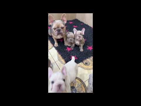 Perros Bulldog Francés en venta