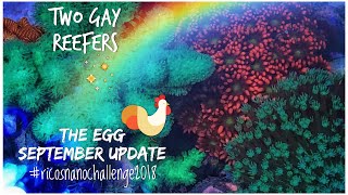 Rico’s Nano Challenge 2018 - The Egg Jar Reef - September Update - Rico’s Aquariums