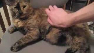 Mellow Things Played to Intense Music I