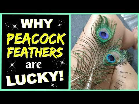 WHY PEACOCK FEATHERS Are Lucky In Your Home! Luck For Lovers, Protection, Money, and Attraction! Video
