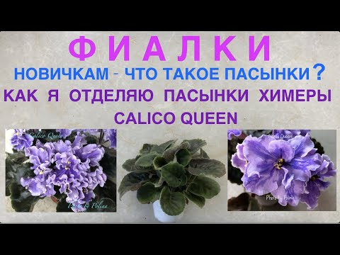 AFRICAN VIOLET. NEWBIES - what is 