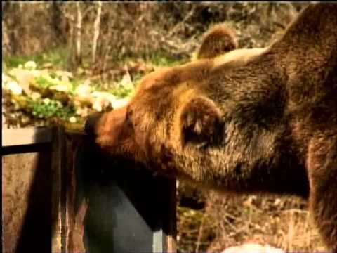 ONDA TG 26.09.2013 - ORSO A VALLELARGA