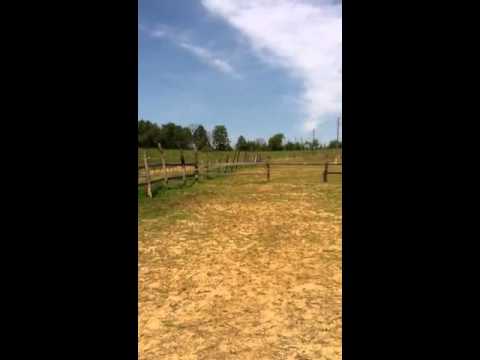 2y.o. arabian stallions