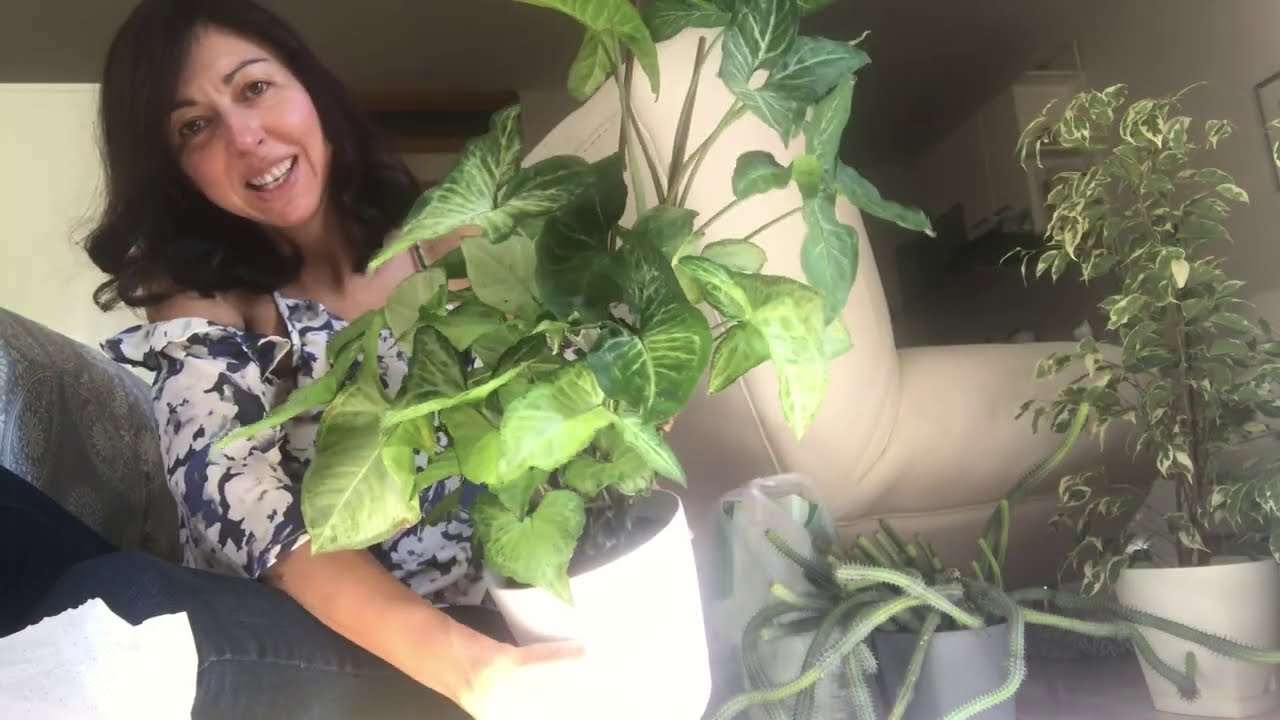 How to Differentiate Between Root Rot and Underwatering - Succulent Propagation Projects