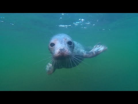 89. Viiksekäs vedenalaiskontakti