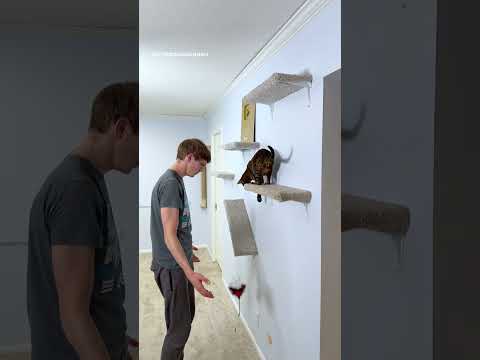 Best Cat Dad 🤜🐾 #cat