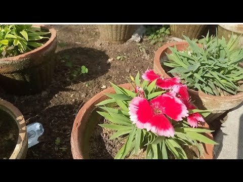 beautiful flowers |I love flowers #flowers