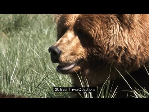 20 Bear Trivia Questions