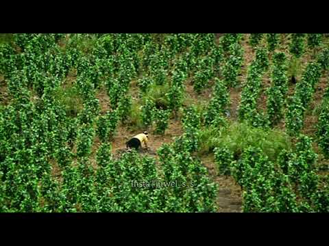 Ganja | mass scene | idukki gold scene | whatsapp status