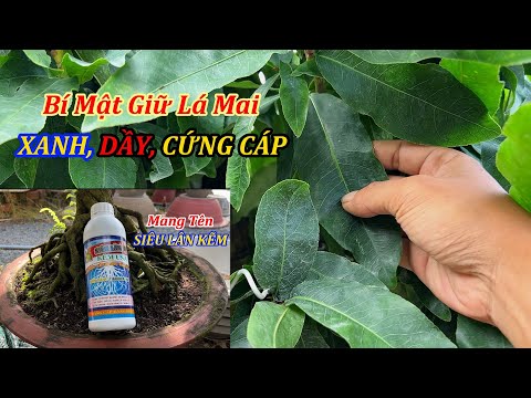 Bí Mật Giữ Màu Lá Xanh, Dầy, Cứng Cáp - Chăm Sóc Mai Vàng - Mai Đa Phúc Duy Hiếu