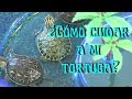 TORTOISE Taking Care Of A Water Tortoise