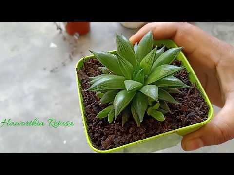 What all did I buy from the Flower Shop - Part 1 || Fun with Everything