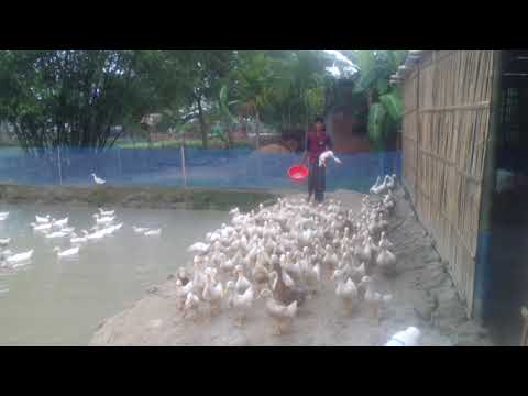 হাঁস খামারের ভিডিও-৪