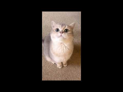 CHARMY LOVELY SMALL KITTENS COMPILATION