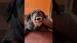 Download lagu angry Rottweiler barking sound #rottweiler #angrypuppy #cuteanimal #pets mp3