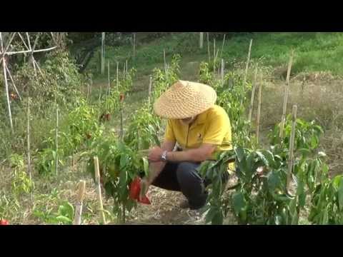 Video ricetta Risotto crema di peperoni