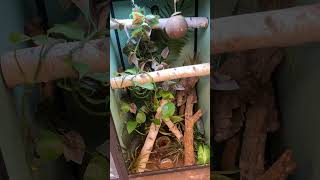 Are crested geckos good pets?