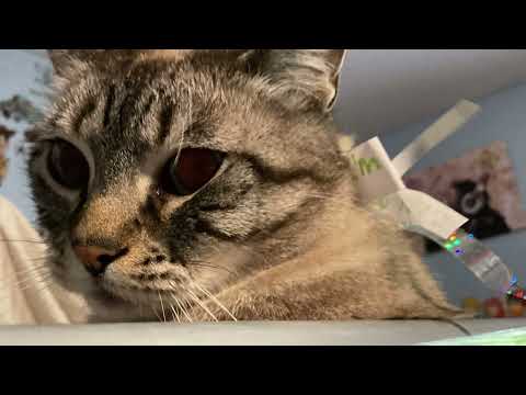 Elsa Got Ready For St. Patrick’s Day 🍀￼