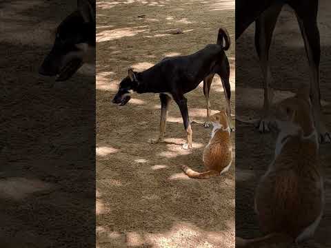 Funny Cat and Dog #shorts #youtubeshorts #cat #dog #bestfriend #trending