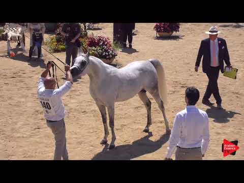 N.140 MASAI MONISCIONE - Menton 2019