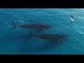 2 Whales Follow A Surfer