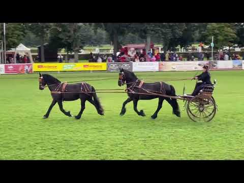 Best of Neustädter HENGSTPARADE 2021