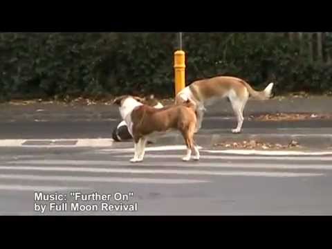 Street Dogs use crosswalks - Full Moon Revival