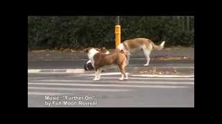 Street Dogs use crosswalks - Full Moon Revival