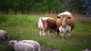 preview picture of video 'Countryside around Kongsberg, Norway'