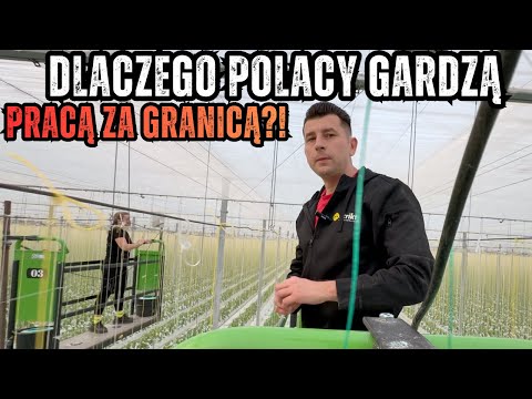 Hate about working abroad? Poles do it for one reason.