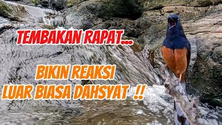 Download lagu Masteran istimewa full variasi, tembakan, kretekan, lengkingan, bikin heboh burung lain mp3 Download lagu Masteran istimewa full variasi, tembakan, kretekan, lengkingan, bikin heboh burung lain mp3