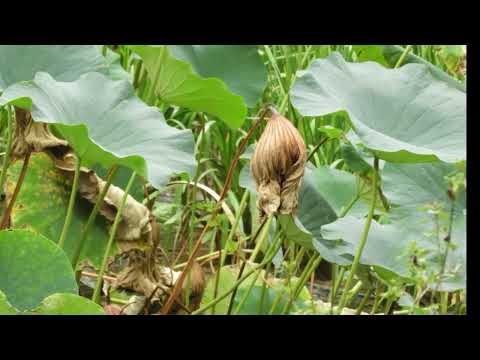 [Kashari com vídeo de narração! Viagem Solo] Hiraizumi Motsuji Mini 4, uma ruína nacional especial essencial para a história de Oshu, Tsukiyama e salão Kaisan-do dedicado a Ennin